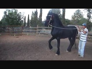 Caballo bailador