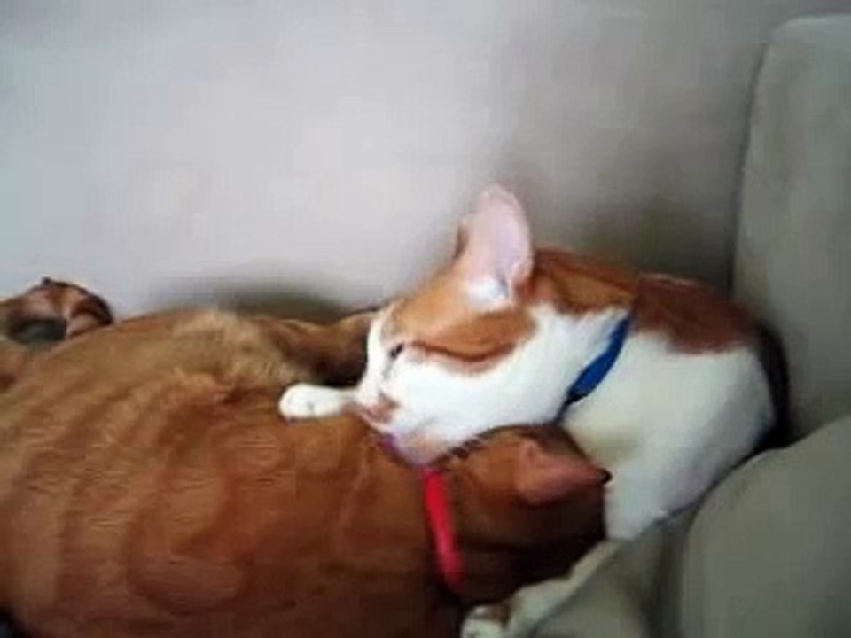 Licking Time