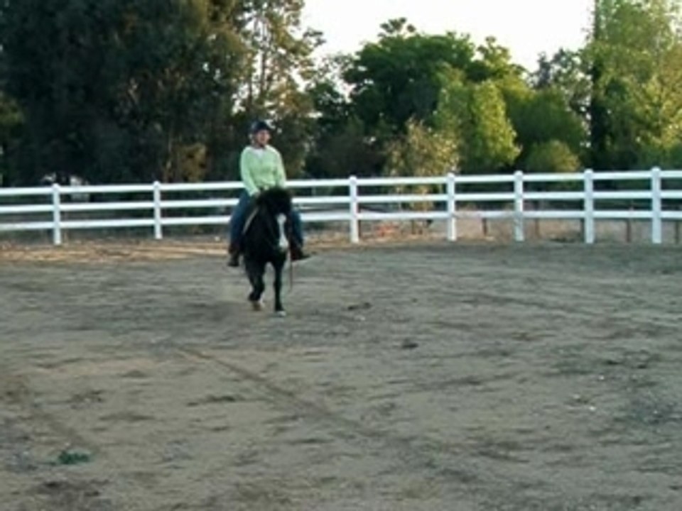 Icelandic Horse, Winging In Of Leg