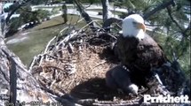 E6's harrowing day plus other behaviours - Southwest Florida Bald Eagles