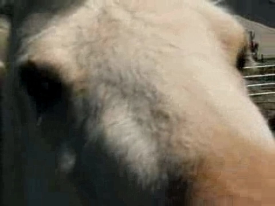 Charm and Cookie Running Up