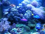 NO SUMP 46 gallon bowfront Reef Aquarium 1yr #1