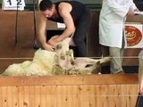 Royal Highland Show 2009 Sheep Shearing Competition part 2