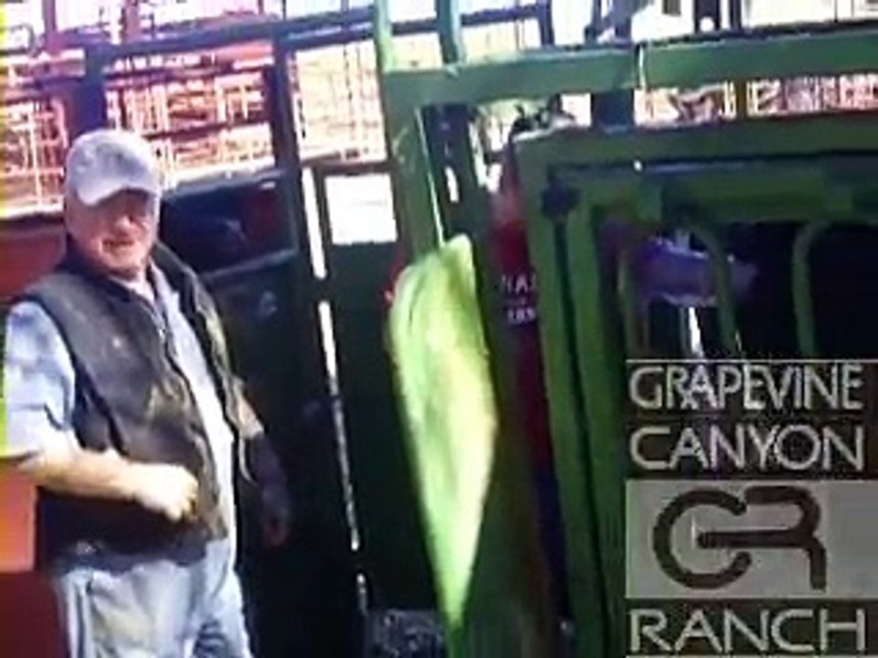 Cattle Pregnancy Check