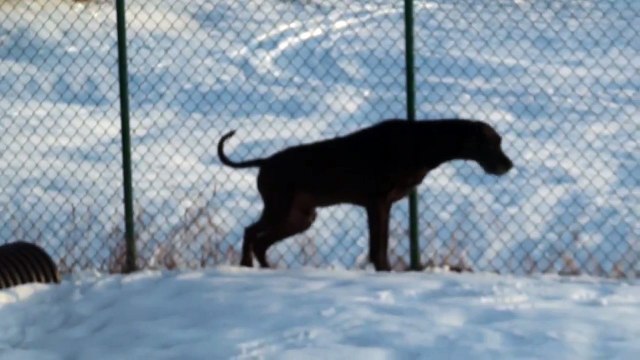 dog pee dane pee winter snow