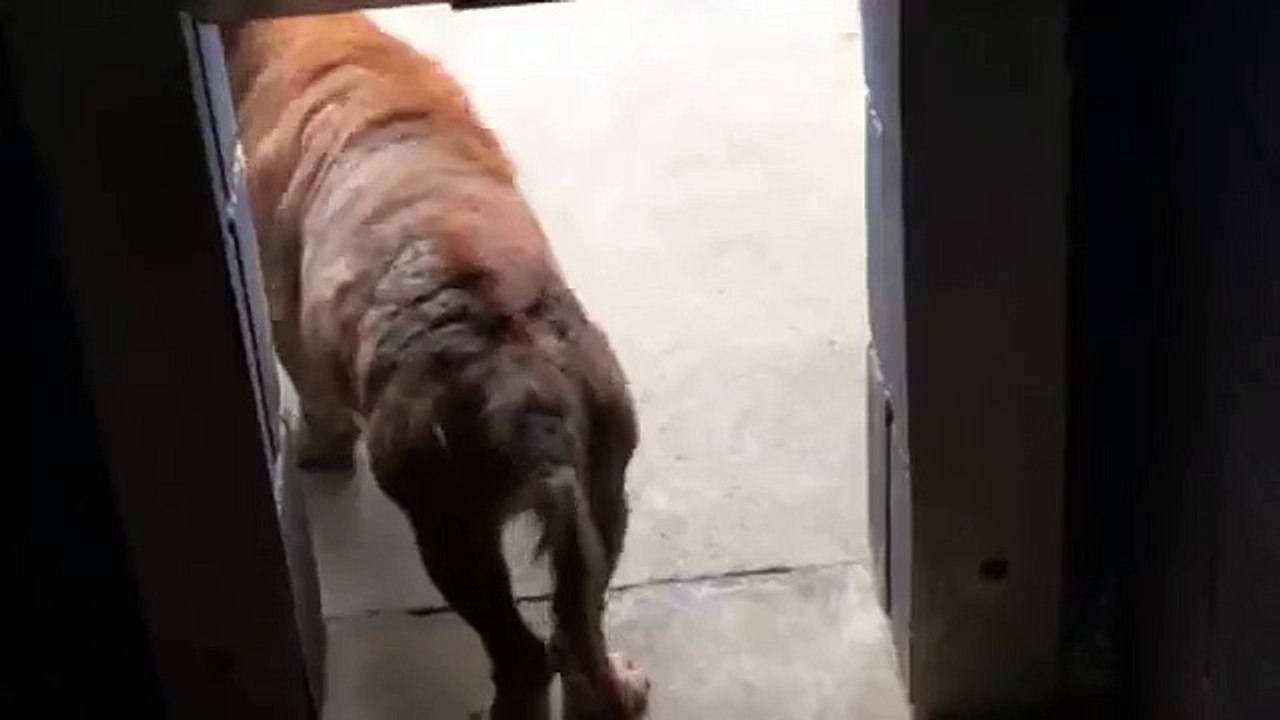 Cruelty Abuse Case Dog 5 WARNING:Disturbing