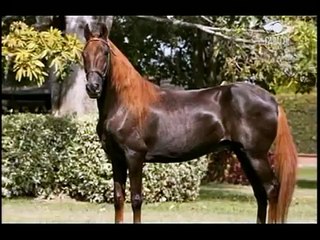 ROBERTO ESCOBAR GAVIRIA Y SU TERREMOTO DE MANIZALES, EL MEJOR CABALLO DE PASO FINO DEL MUNDO