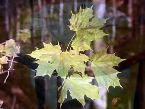 Cristian Buica si Tatiana Stepa, Destin cand vine toamna