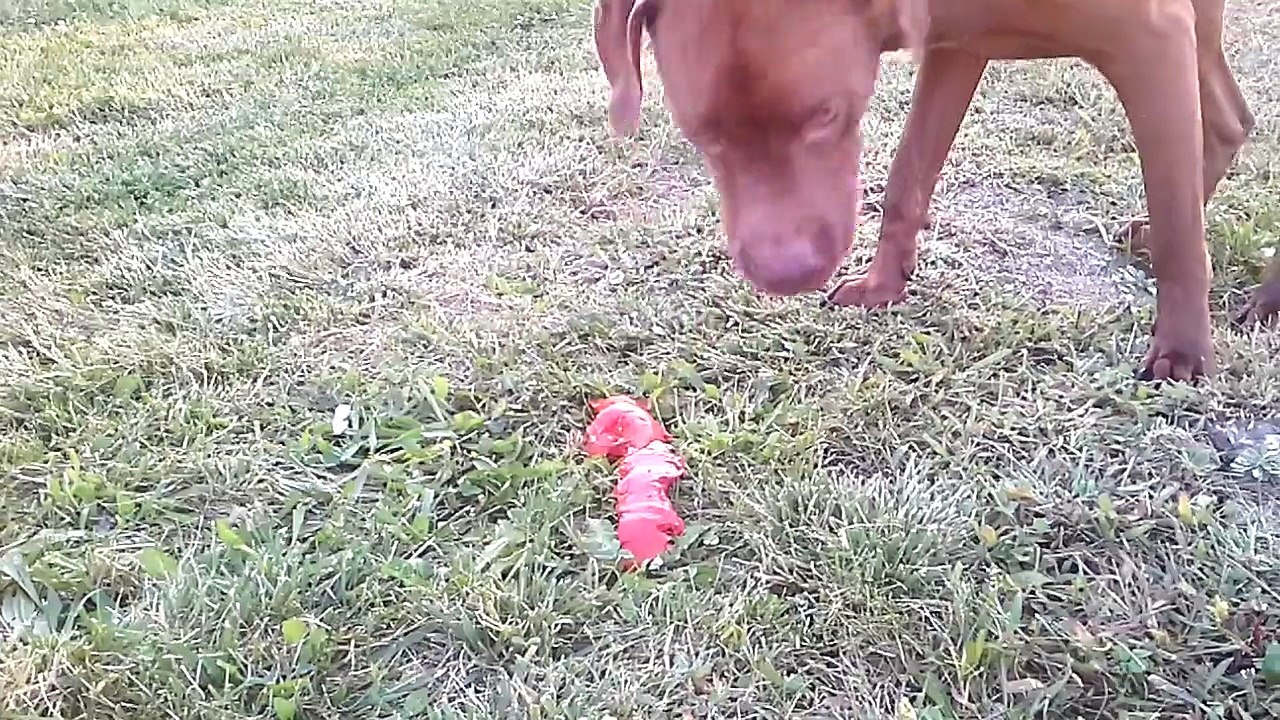 hen frenzy over tomatoes