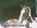 Azrael--Irish Sport Horse--Free Jumping, 06/25/07