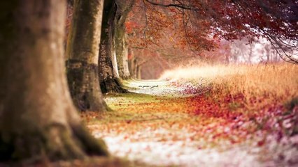 vuphongvu ( Xuân Này Con Về Mẹ Ở Đâu ) Nhạc Xuân ,Tết