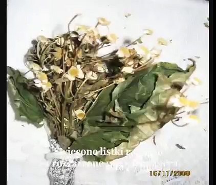 06 JUSTYNA BIEROZA I ANNA KUBAJEWSKA - film dokumentalny pt. Znachorki, szeptuchy, babki... cz. 1