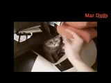 newest funny cat,boxing