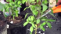Pruning and clipping pepper plants for better production