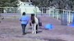 Vinur and Judy, Natural Horsemanship