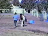 Vinur and Judy, Natural Horsemanship