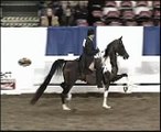 Hot Monica - Half Arabian by the Saddlebred stallion Monaco