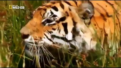 Animal Planet Documentary full Episodes   Tiger vs Tiger & Rhino Black Rhino Attack Male Lion