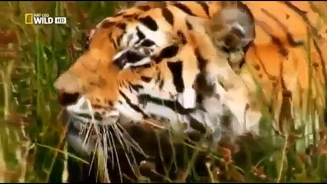 Animal Planet Documentary full Episodes Tiger vs Tiger & Rhino Black Rhino Attack Male Lion