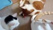 Three cats with catnip toys ending in (friendly) cat fight!