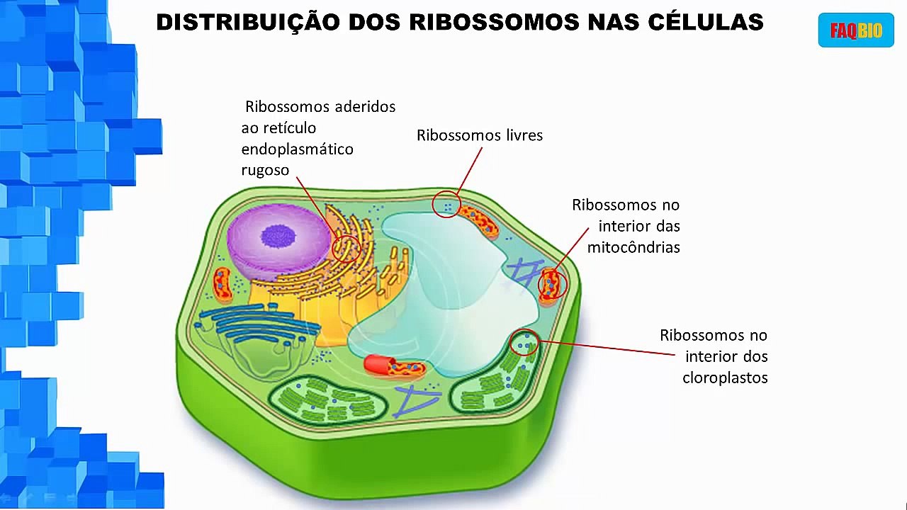 Os ribossomos
