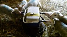 Lamb Milk Self Feeder - Homemade