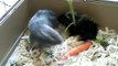 Well look at that :o)  2 male guinea pigs making friends...
