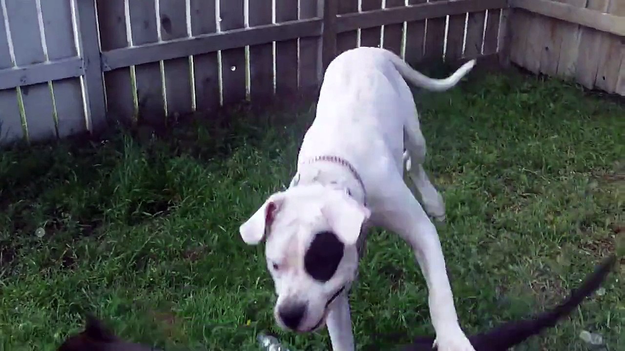 Dogo Argentino playfights Presa Canario