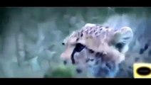 Discovery  Cheetah Vs Hyena Fight   Cheetah Vs Hyena Fight to Death