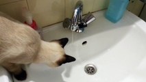 Junge Katze hat keine Angst vor Wasser - Amazing cute cat is not afraid of water