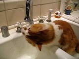 Fuzzy the Cat Drinking from the Sink Faucet