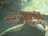 Introducing Wana (Hawaiian Green Sea Turtle) by Turtle Trax