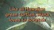 Introducing Wana (Hawaiian Green Sea Turtle) by Turtle Trax