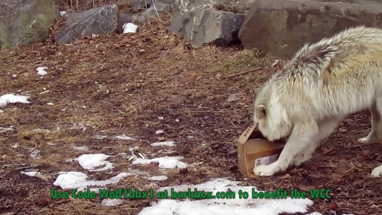 Alawa and Zephyr: BarkBox Enrichment