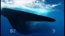 baleia azul - Série baleias