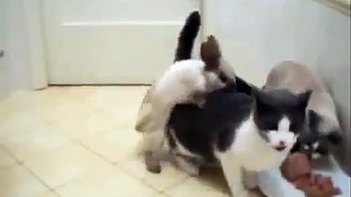 Animal Attack Rabbit Humping with Eating Cat wild NEW@croos