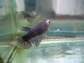 Copper Gold HM Female Betta