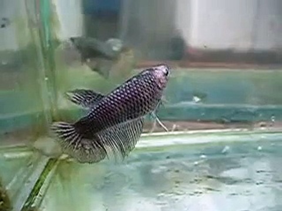 Copper Gold HM Female Betta