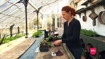 How To Take Leaf Lamina Cuttings - Horticultural Tips - Nottingham Trent University