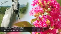 ♞Cavalli Arabi♞ - Allevamento Arabian Horse Prestige (cavalli arabi Straight Egyptians) Monsano
