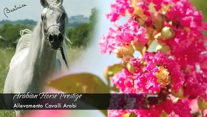 Download Video: ♞Cavalli Arabi♞ - Allevamento Arabian Horse Prestige (cavalli arabi Straight Egyptians) Monsano