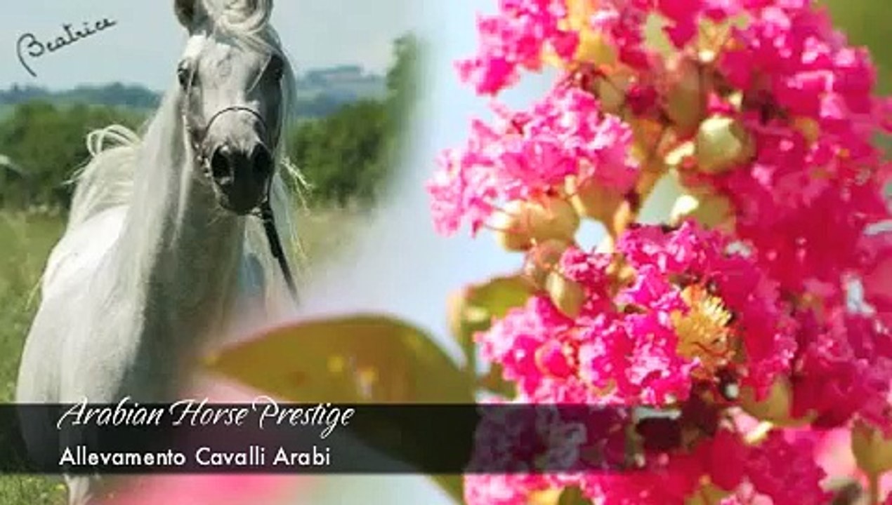 ♞Cavalli Arabi♞ - Allevamento Arabian Horse Prestige (cavalli arabi Straight Egyptians) Monsano