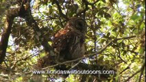 Baby Barred Owl In Oak Tree