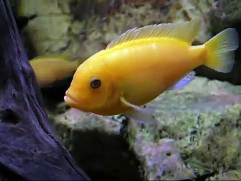 Metriaclima estherae Blue/Red Minos Reef