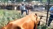 Working cattle at the ranch in La Joya, TX