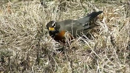 Robin, "The early bird catcheth the worm" but the second﻿ mouse gets the cheese