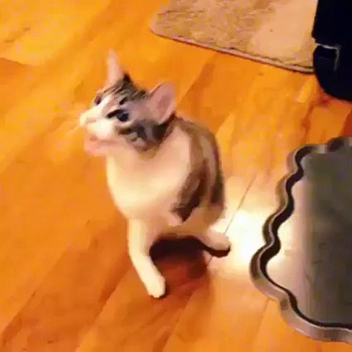 Roux, the adorable two-legged kitty