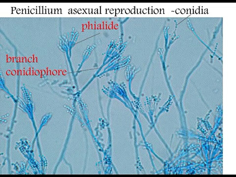 Fungi Ascomycota  Aspergillus Life Cycle