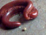 Love making of two millipedes