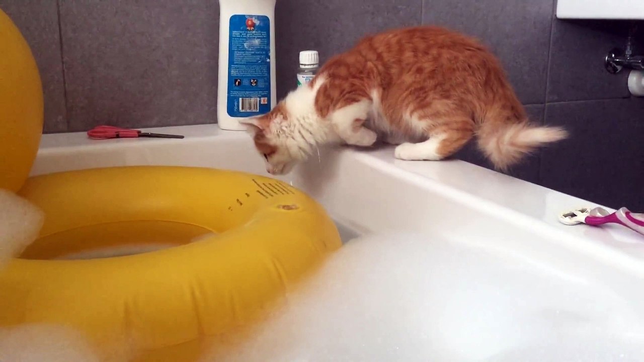 Cat falling in bathtub.